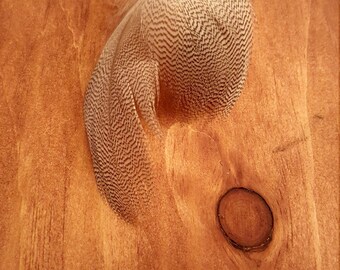 Duck Feathers Cruelty Free Humane Naturally Molted Real Feathers #482