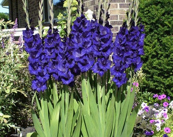 Gladiolus Blue Color Flower Bulb Perennial Summer Blooming