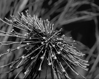 Wild Flower Black and White Photography, Nature Photography, Wall Art Print, Landscape Photography, Gray Photo