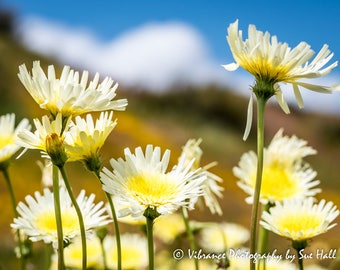 California Wildflowers!