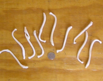 10 Deformed Raccoon Baculum Bones