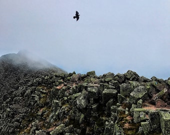 Raven on the Summit of Mt. Katahdin - Baxter Peak - Baxter State Park - Maine Photography
