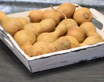 Dried Field Gourds - Small