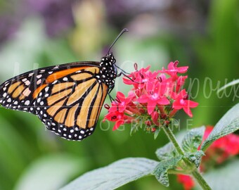 Greeting card: orange and reddish black Butterfly
