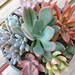This listing is for two large succulent container gardens. These would be a great addition to any collection.