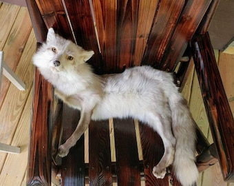 REJECT/DAMAGED Snow Glow Fox Soft Mount