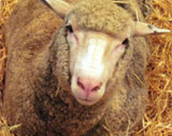 Gorgeous Targhee Ewe Raw wool fiber.