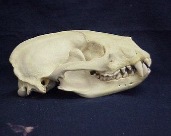 100% Real European Badger Skull (Meles meles) Taxidermy Collectible Education