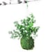 Care Free, Real Preserved Pine Fern, Kokedama Hanging Moss Ball- String Garden