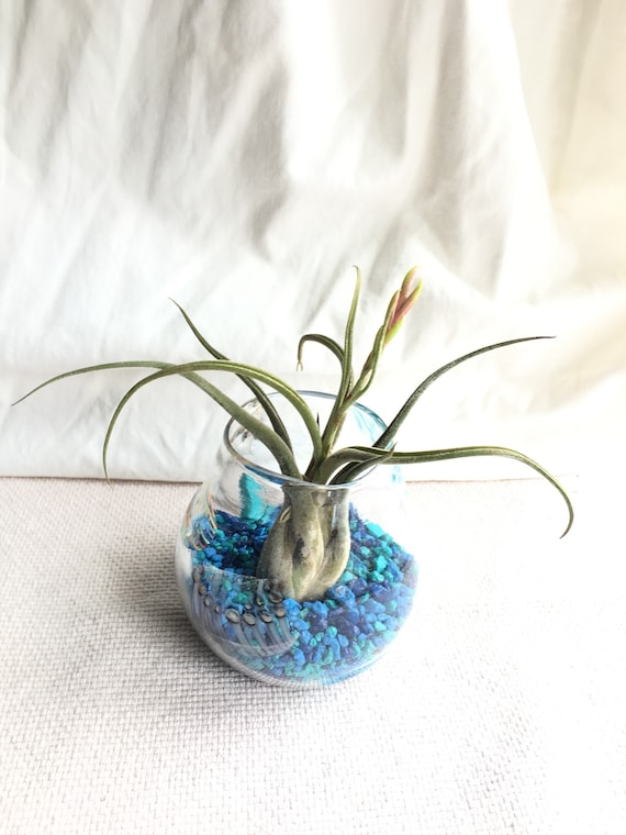 Hand blown glass vessel with air plant bromeliad