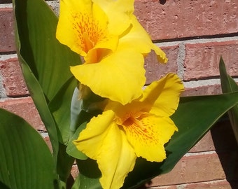 Yellow Canna Lily-Perennial-Easy Care Plant-Tropical-Exotic Plants-Fast Growing-Fall Planting-Beautiful Foliage-Easy Care
