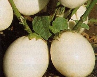 Ornamental Eggplant Vegetable Seeds/Solanum Melongena/Annual 40+