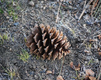 Natural Oregon Pine cones and pine cones for crafts or rabbit toys and chews pinecones Northwest Ponderosa Pines pinecones