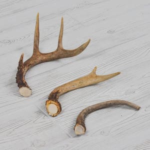 Whitetail Deer Antler, Whitetail Antler, Whitetail Deer Decor, Whitetail Sheds, Deer Head, Deer Antlers, Rustic Wall Decor, Real Antlers