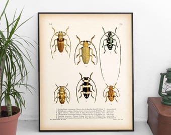 Insect scientific illustration, Longhorn beetle, Instant download beetle print, Vintage entomology art, long-horned beetle print, longicorns