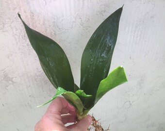 Live Sansevieria Snake Plant-Sansevieria Jade House Plant Sale-Solid Green Snake Plant/Mother In Laws Tongue/Organically Grown Houseplant