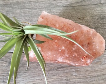 Air Plant, Airplant on Himalayan Crystal, Tillandsia , Desk Decor, Boho Decor, gift, healing crystal, home decor, crystal, crystal air plant