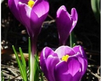 1 Bulbs Saffron Flower Bulbs, Saffron Crocus Bulbs, Saffron Bulbs (Not Flower Seed) Blue