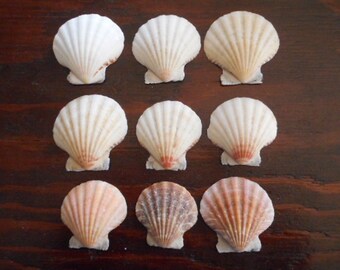 Natural Scallop Shells 50 count, ONE POUND Home Decor Summer Beach Theme Instant Collection