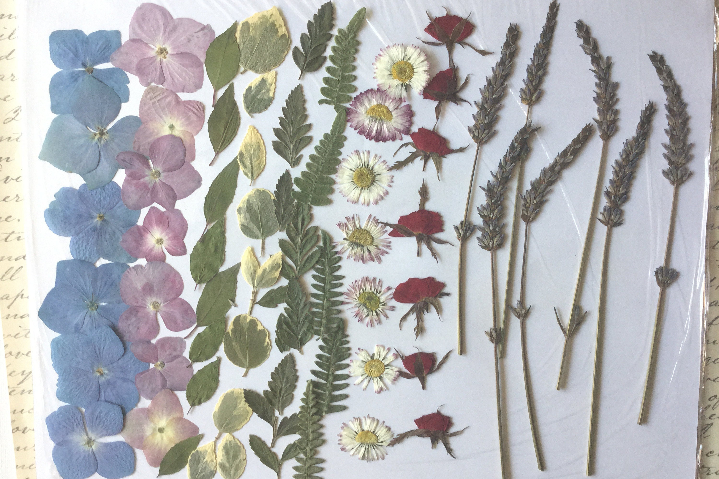 Dried pressed flowers and leaves, floral crafting supplies, hydrangeas