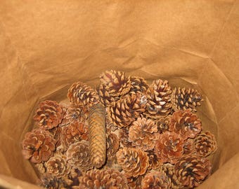 Bulk 50 Clean Baked Pine Cones Critter Free Craft Ready - Sack Of 50 Craft Ready Michigan Pine Cones Naturz Nuttz
