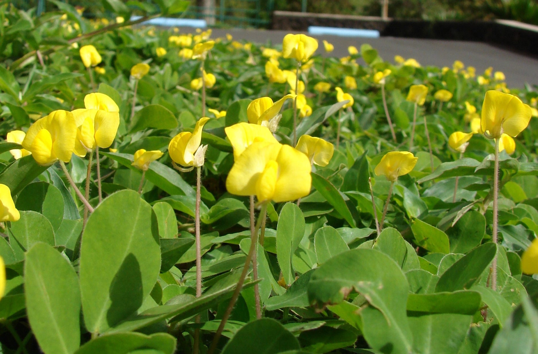 5 PERENNIAL PEANUT Pinto Ground Cover Yellow Flower Arachis