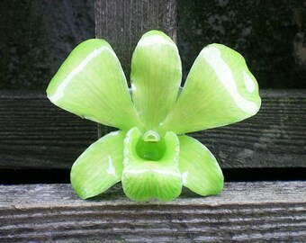Free Shipping REAL Natural Light Green ORCHID in Poly Resin Pin and Pendant