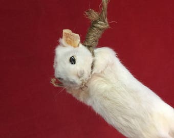 1 Taxidermy Hanging White Mouse Display rear view mirror hanger macabre