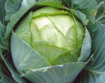 Aprox. 650 seeds of White Cabbage POLAR 2 g heirloom variety fresh seeds best before 2019/07