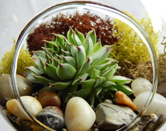 Succulent Terrarium Kit with Moss and River Rocks / 4" Round or 7" Teardrop Glass