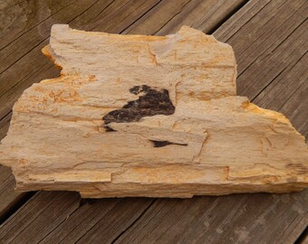 Genuine ROUGH PETRIFIED WOOD Specimen Stone - Over One Pound! - Beautiful Wood Grain Detail - Fossils - Crystals - Gemstone Collections