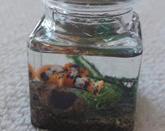 Miniature Resin Koi Pond in Square Glass Jar