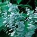 25+ Eucalyptus Silver Dollar Cinerea / Aromatic Perennial Flower Seeds