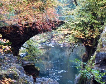 Scotland Forest Bridge Photography Print
