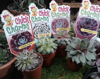 Chick Charms - Sempervivum - Hardy Hens and Chicks - 2 inch rooted plants