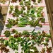 50 succulent cuttings to use for weddings and projects