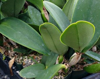 Large Cattleya Orchid Plant