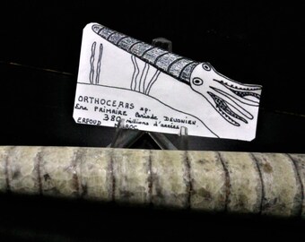 The Morocco fossil Orthoceras