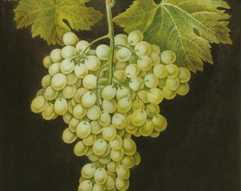 FRUIT PRINTS GRAPES 2002 Color Art Print Original Book Plate 135 Beautiful Green Grapes with Green Leaf on Ivory
