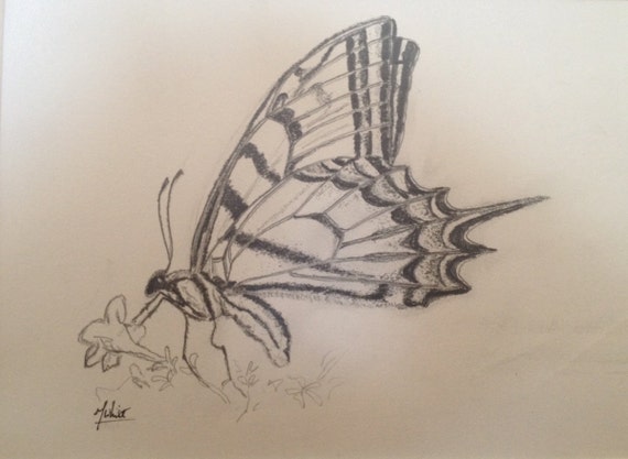 Swallowtail Butterfly Illustration Original Pencil