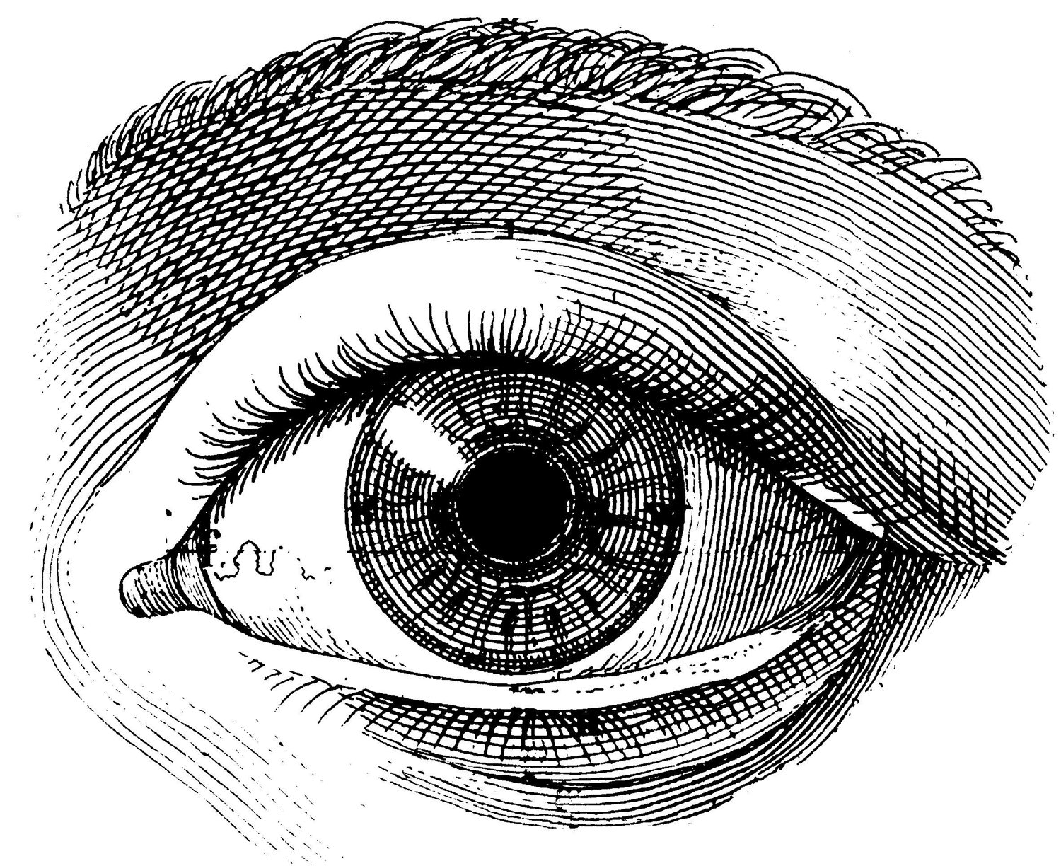 Vintage Globe Line Drawing : The human eye old medical atlas illustration digital image