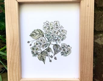 Watercolor Hydrangea, Watercolor print, Hydrangea Illustration, Watercolor Floral Illustration