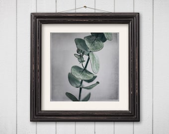 Still Life Photography Eucalyptus Green Square 5x5 8x8 Botanical Print Nature Photography Macro