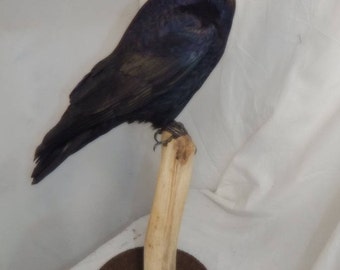 Taxidermy Rook , READY NOW, huge example in mint feather,Corvus frugilegus. Family. Crows -Corvidae - collector