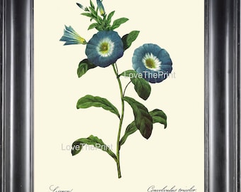 BOTANICAL PRINT Redoute Flower Botanical Art Print 59 Beautiful Blue Liseron Morning Glory Wildflower Spring Summer Garden Home Decor