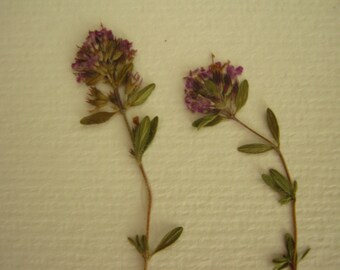 Herbarium with natural dried flowers