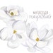 Watercolor Magnolias, Floral Clipart, Floral Magnolia Clip Art, Magnolias Clipart, White Flowers Clipart, Wedding Floral Clipart, Magnolia