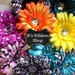 4" Gerber Daisy Grab bag of 20