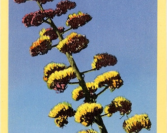 Century Plant Close-Up Agave Parrii Botanical Vintage Postcard (unused)