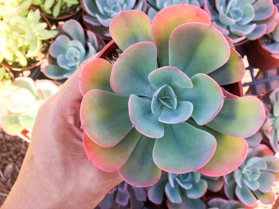 Healthy Echeveria Blue Sky Pink Tip Succulents Green Pink